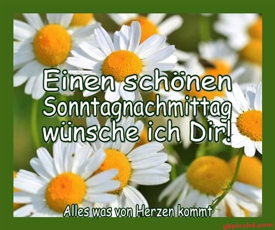 Gänseblümchen im Sonnenlicht mit freundlicher Sonntagnachmittagsgrüße auf Deutsch.