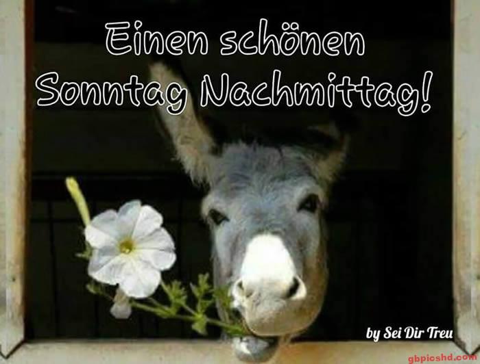 Ein Esel mit einer weißen Blume im Maul schaut freundlich aus einem Stallfenster, Sonntagnachmittag-Grüße.