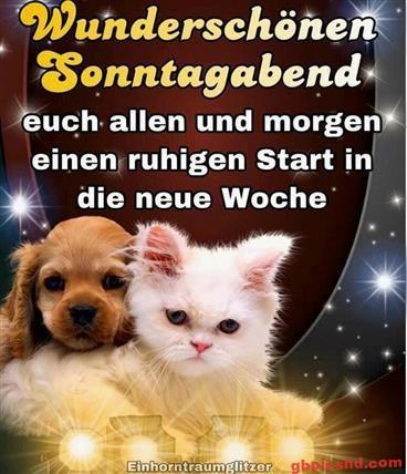 Ein brauner Hund und eine weiße Katze wünschen einen schönen Sonntagabend und einen guten Wochenstart.