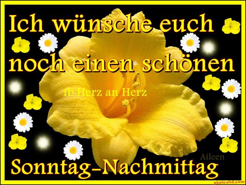 Gelbe Blume mit Sonntags-Nachmittagswunsch auf schwarzem Hintergrund