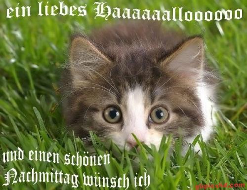 Neugieriges Kätzchen liegt im Gras und wünscht einen schönen Nachmittag.