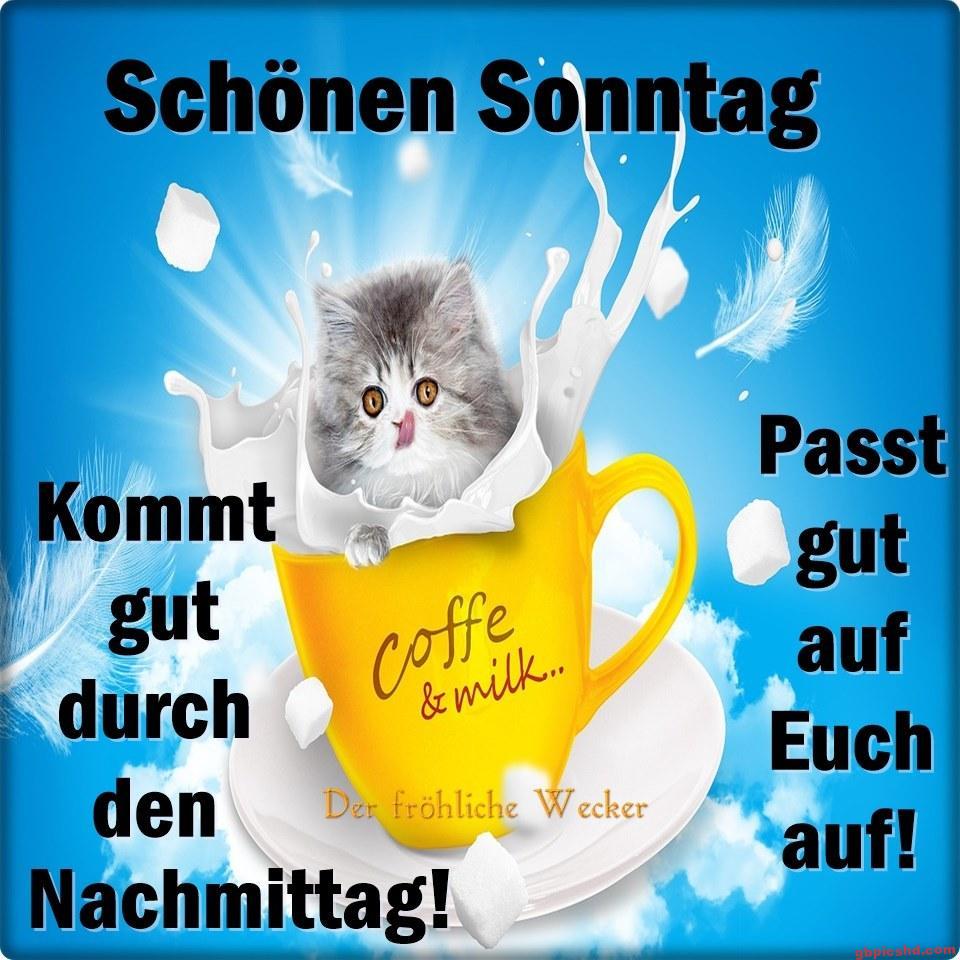 Süßes Kätzchen in milchgefüllter gelber Tasse, Sonniger fröhlicher Sonntag Gruß.