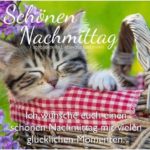 Lustige Nachmittag Bilder