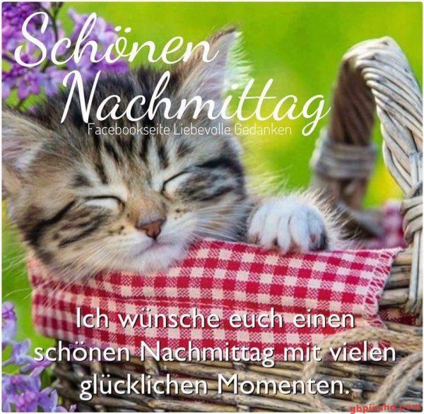 Schlafender Kater im Korb mit Kissen am Nachmittag in der Natur.