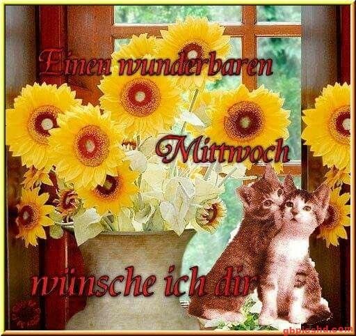 Sonnenblumenstrauß und zwei Kätzchen mit Gruß zum Mittwoch