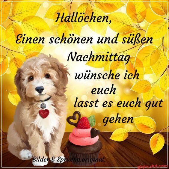 Kleiner Hund neben einem Dessert am Nachmittag mit herbstlicher Dekoration.