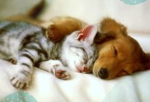 Romantische Gute Nacht Bilder