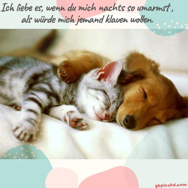 Ein Kätzchen und ein Hund, die friedlich nebeneinander schlafen und sich zärtlich berühren.