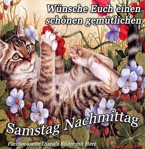 Gemütliche Katze liegt entspannt zwischen Blumen am Samstagnachmittag.