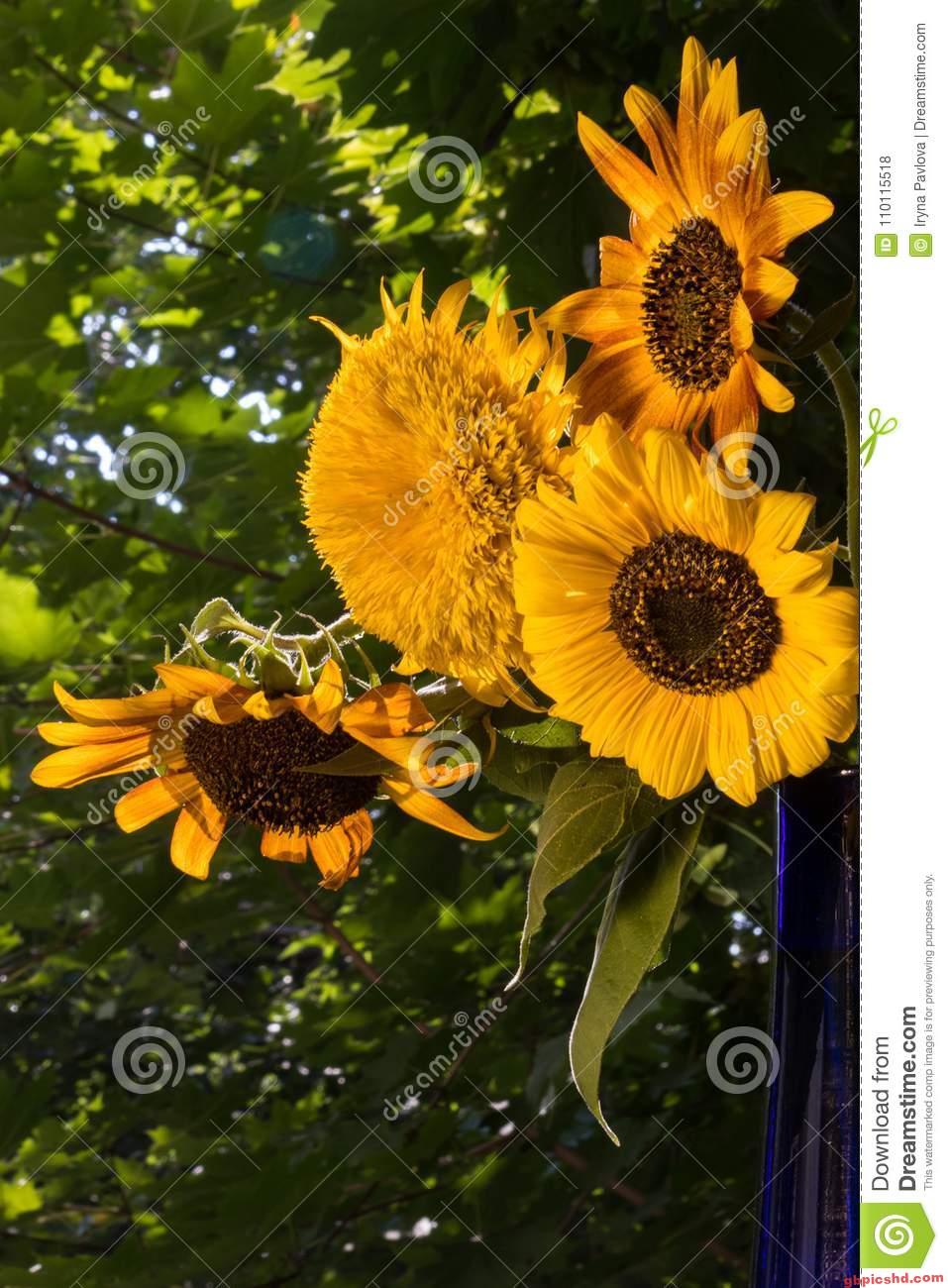 Strauß bunter Sonnenblumen vor grünem Blätterhintergrund bei Sonnenschein.