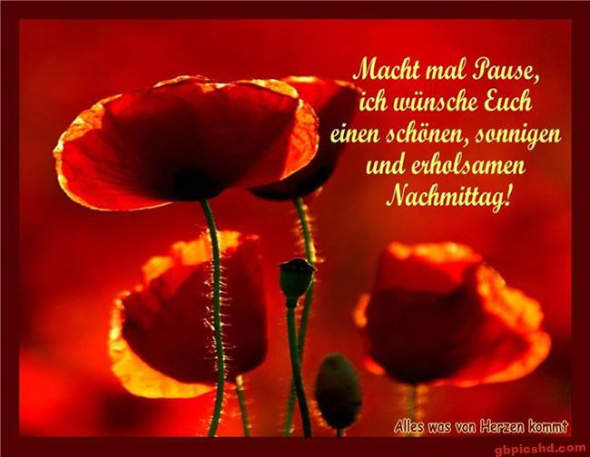 Rote Mohnblumen im Sonnenschein mit freundlich-warmen Nachmittagswünschen.