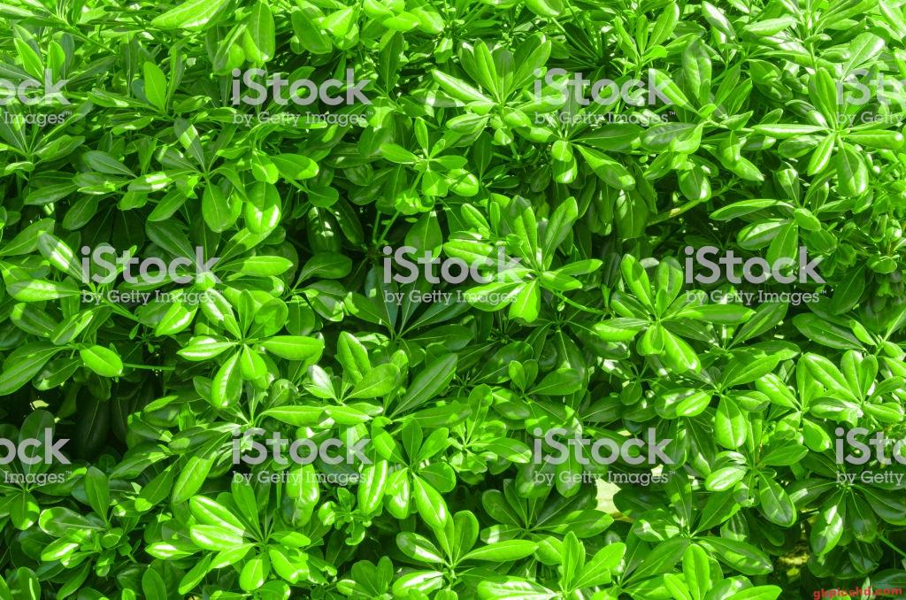 Grüne Blätter einer Pflanze als Hintergrundbild für Natur und Garten.
