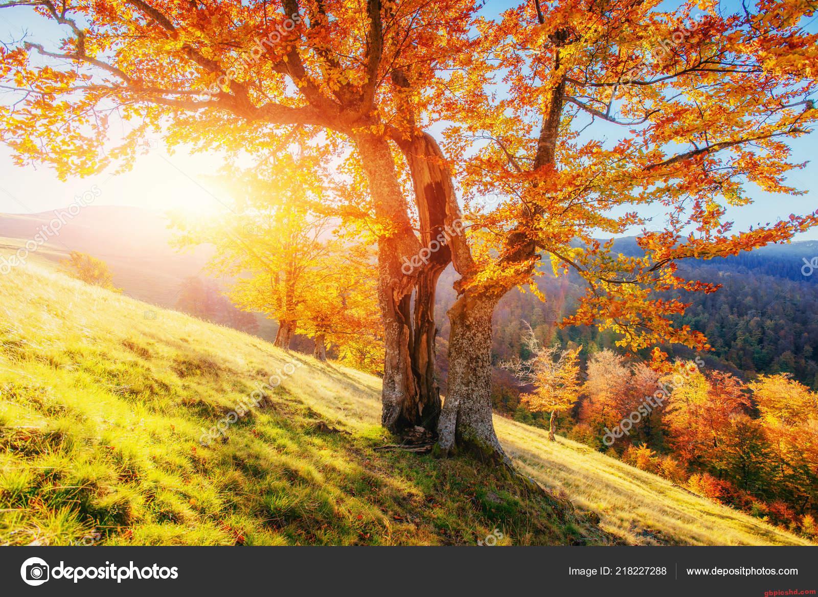 Herbstlicher Baum mit orangefarbenen Blättern im Sonnenlicht auf einer Wiese.