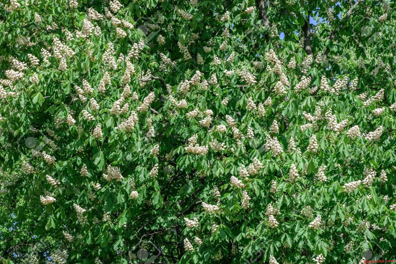 Blühender Baum mit weißen Blüten, sommerliche Naturaufnahme für Freundschaft.