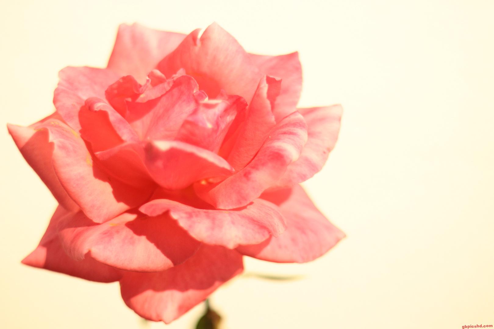 Rote Rose als freundliche Grußkarte