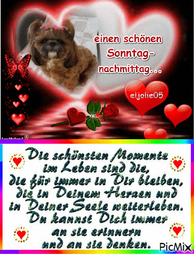 Ein Hund in einem Herzrahmen mit Rosen und Herzen, dazu ein Sonntag-Nachmittagsgruß und ein schöner Lebensspruch.