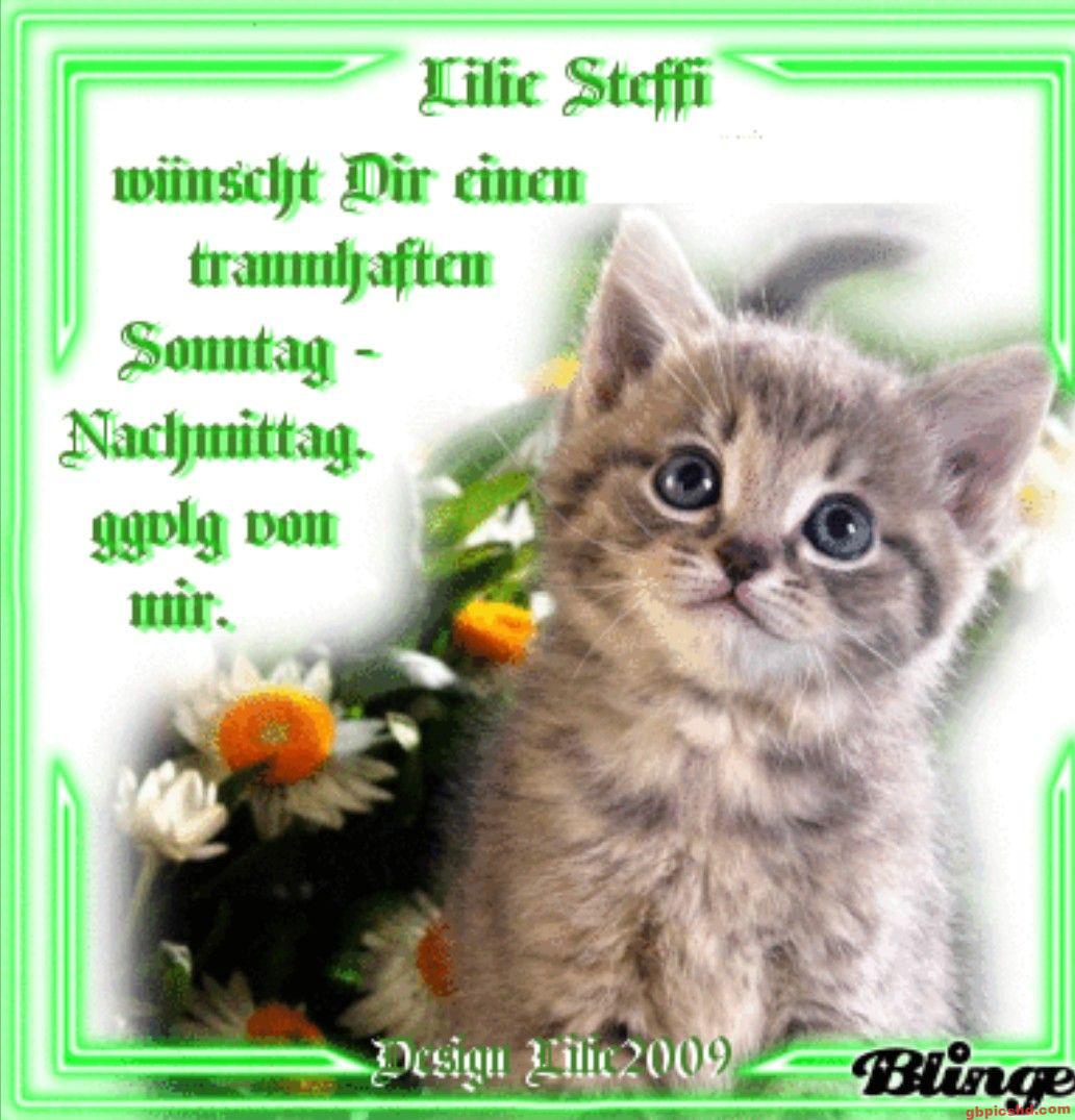 Niedliches graues Kätzchen vor Blumen, freundliche Sonntagsgrüße.
