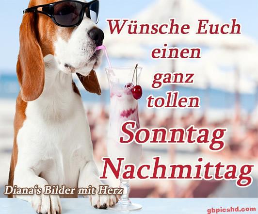 Hund mit Sonnenbrille trinkt Cocktail am Strand, entspannter Sonntagnachmittag