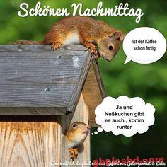 Zwei Eichhörnchen auf einem Holzhaus unterhalten sich am Nachmittag.