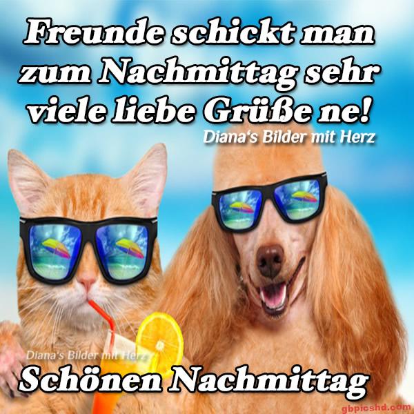 Ein Kater und ein Hund mit Sonnenbrillen genießen den Nachmittag, sommerlich und freundlich.