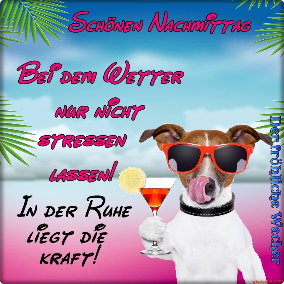 Ein entspannter Hund mit Sonnenbrille und Cocktail wünscht einen schönen Nachmittag bei gutem Wetter.
