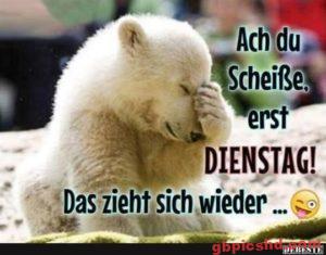 Lustige und entspannte Bilder für den Dienstag