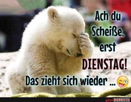 bilder dienstag lustig