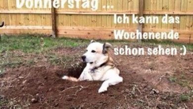 ᐅ donnerstag abend lustige bilder - Donnerstag GB Pics