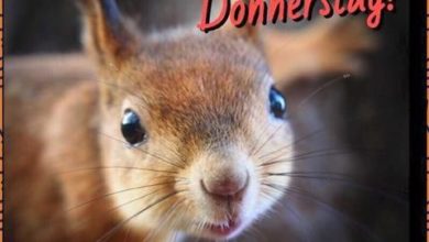 ᐅ donnerstag lustige bilder - Donnerstag GB Pics