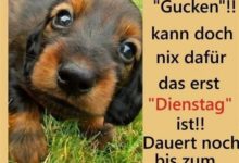 ᐅ erst dienstag bilder - Guten Morgen GB Pics