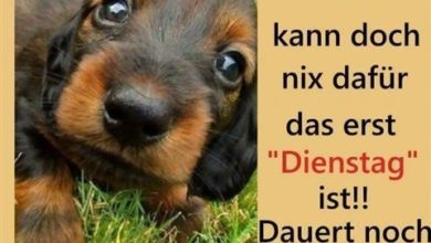 ᐅ erst dienstag bilder - Dienstag GB Pics