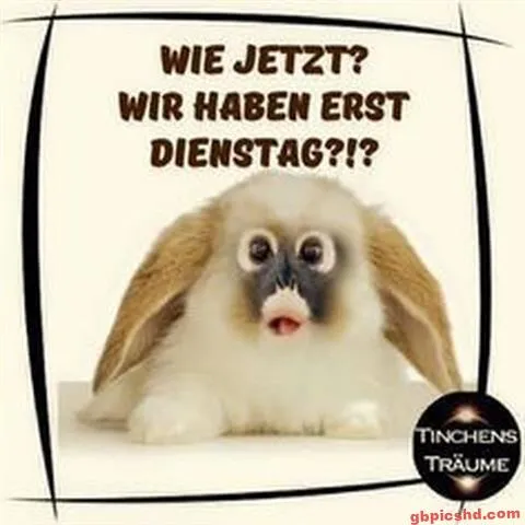 Ein Kaninchen mit menschlichem Gesicht schaut überrascht. Text: "Wie jetzt? Dienstag?!"