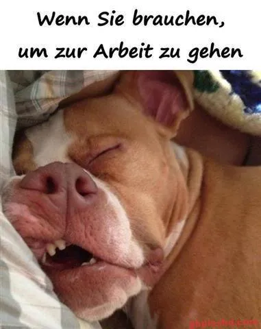 Schlafender Hund liegt gemütlich in einer Decke mit einem traurigen Gesichtsausdruck.