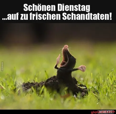 Eine Maus erhebt sich aus dem Boden und ruft fröhlich. Hintergrund ist unscharf.