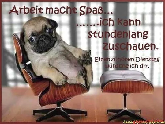 Ein Chihuahua sitzt entspannt auf einem Bürostuhl und schaut in die Kamera.