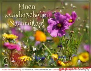 Kostenlose Nachmittag Bilder