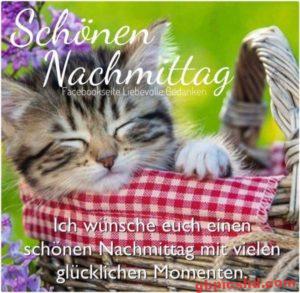 Lustige Bilder Nachmittag