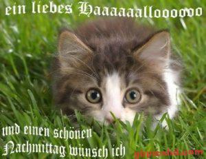 Lustige Bilder Zum Nachmittag