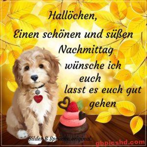 Nachmittag Lustige Bilder