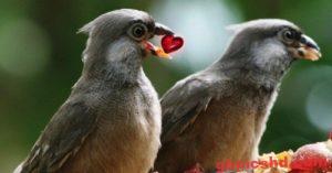 Romantische Nachmittag Bilder