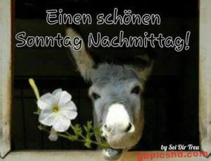 Sonntag Nachmittag Lustige Bilder