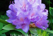 ᐅ tollen montag bilder - GB Pics