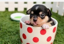 ᐅ wochenende lustig freitag hund - Wochentage Bilder GB Pics