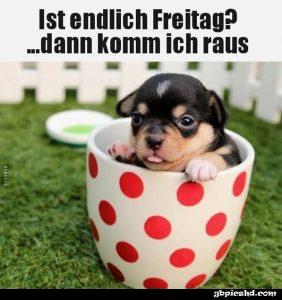 Lustige Hunde am Freitag und Wochenende
