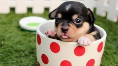 ᐅ wochenende lustig freitag hund - Wochenende Bilder GB Pics