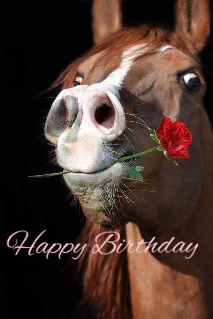 ᐅ Geburtstagsbilder Pferd - Geburtstag GB Pics