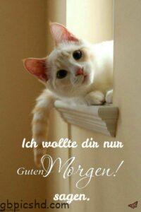 Guten Morgen Katze