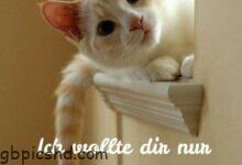 ᐅ Guten Morgen Katze - Liebe Gruse GB Pics