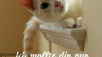 ᐅ Guten Morgen Katze - Guten Morgen GB Pics
