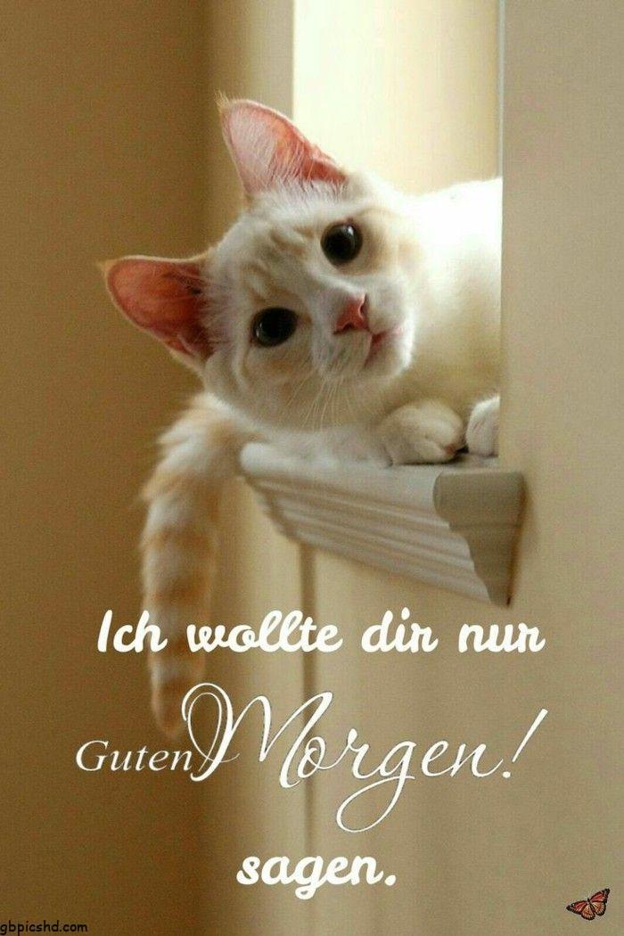 Guten Morgen Katze